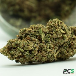 Fleurs CBD Gelato indoor