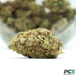 Fleurs CBD Mango Haze indoor