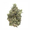 White Widow THCX